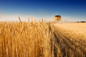 Image of wheat fields and a harvester, copyright Microsfoft