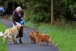 An image of a woman walking dogs