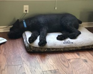 An image of Boaz in his bed.