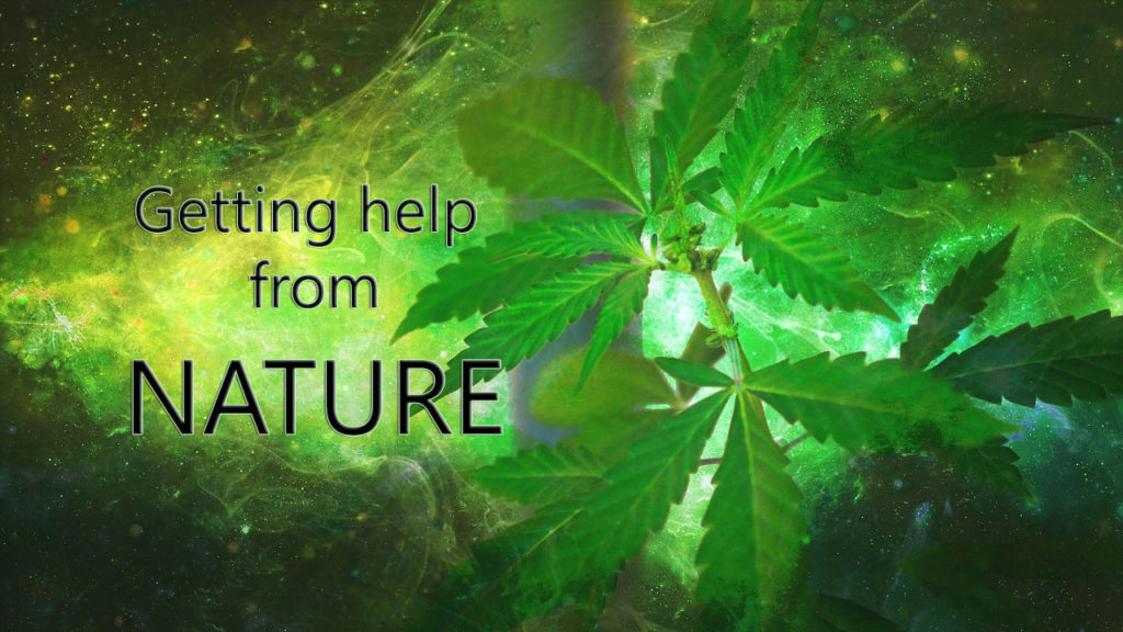Image of marijuana plant with text "Getting Help from Nature"